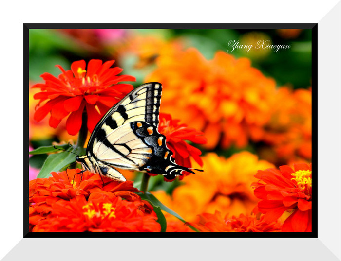 DSC_9192 - Butterfly
