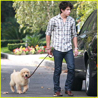 nick-jonas-puppy-love