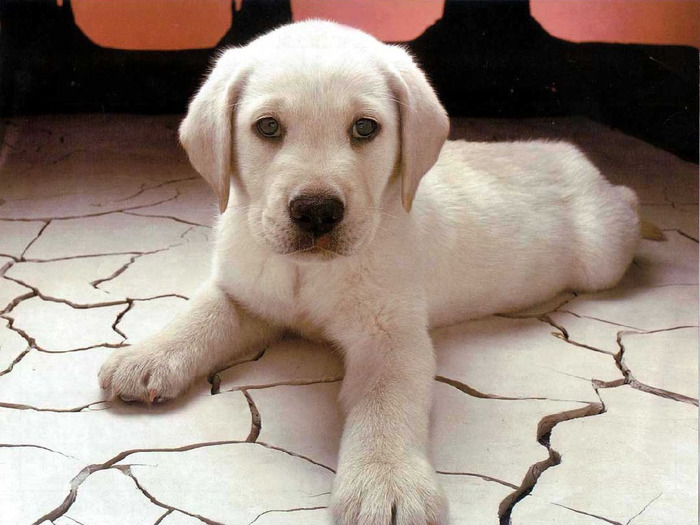 This puppy look like Maryna's puppy!So cute,right?Hehe!