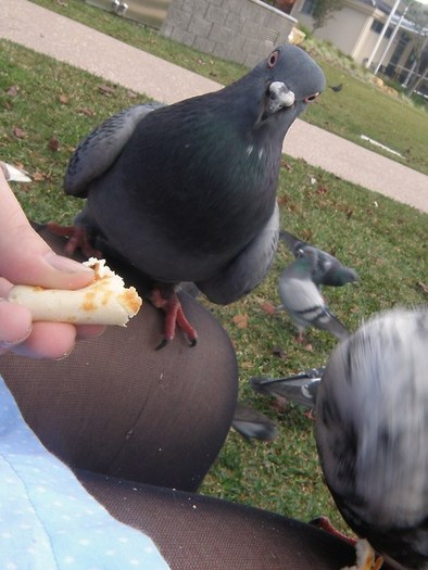 i think if pigeons have facial expressions that must be the WTF !face