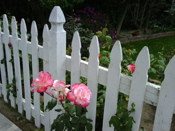 How slick are these roses?! They smell like beauty! I love going on walks