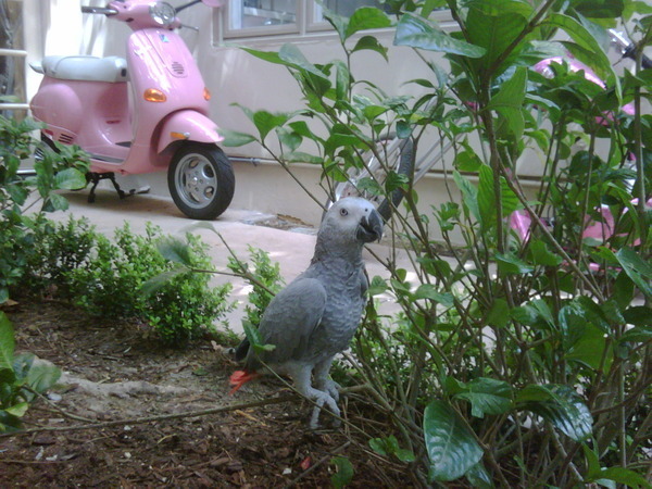 Hank\'s First Time Outside in the Wilderness