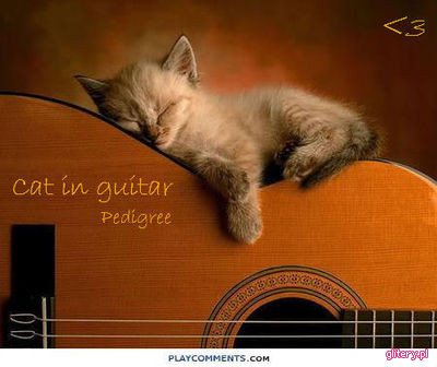 guitar and cats