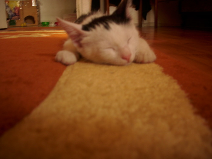 Bijou - my kitty