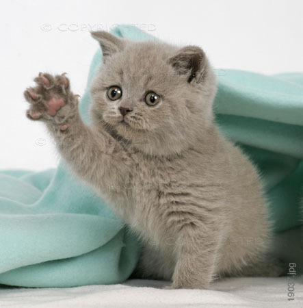cute-kitten-miley-cyrus-2258429-443-450