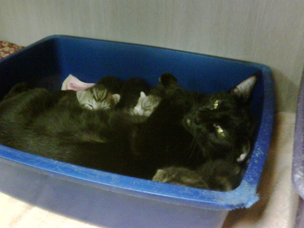 New born Kittens nursing on their mommy - so beautiful