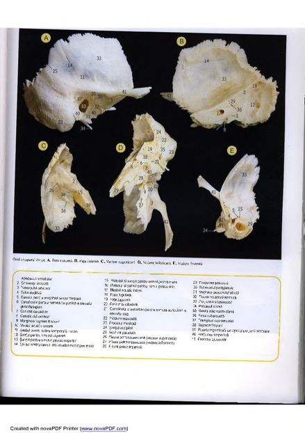 atlas-de-anatomie-27-638 - Osul temporal