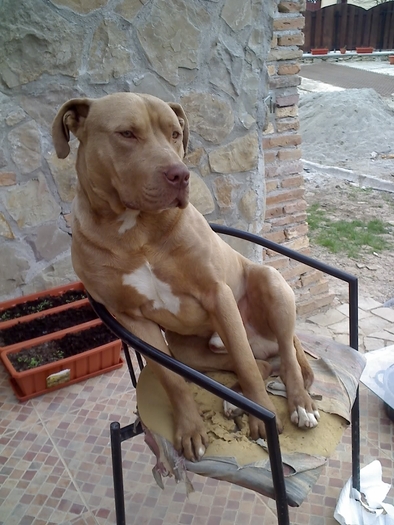 13-04-09_1837; This is my brothers Pitbull, Lord

