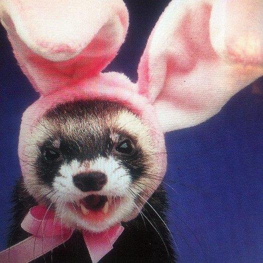the Easter bunny is heree :) haha - Live Laugh Love - x