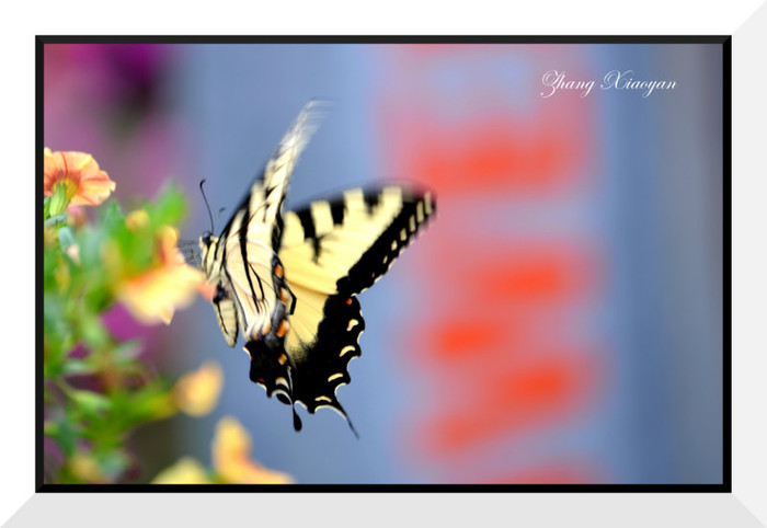 DSC_9289 - Butterfly