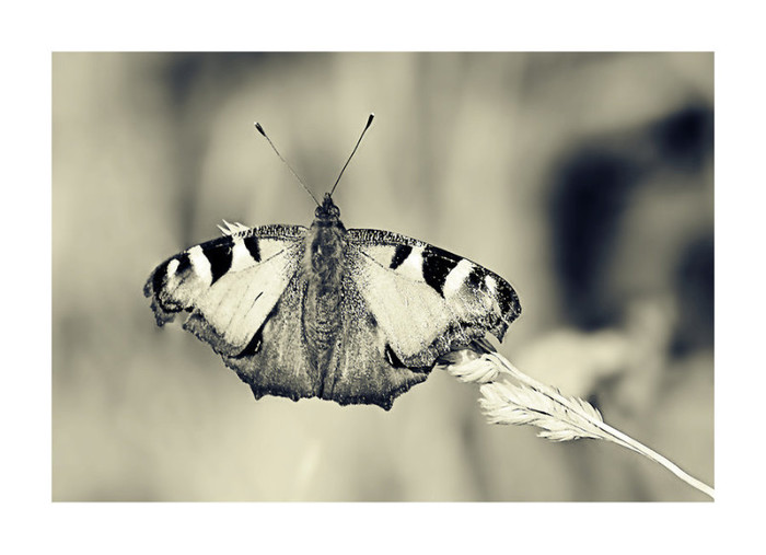 mono_butterfly_by_nigrita-d2xg4mt - My - Favorite - Photos - xD