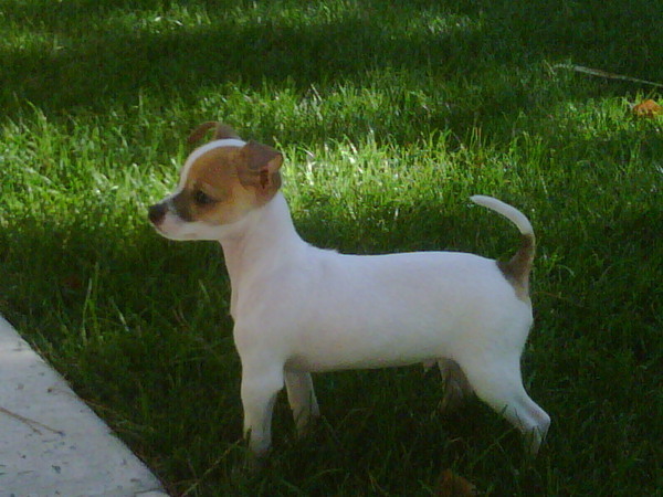 I got Stewie from The Prince and Princess Pet Shop in Las Vegas at 215 and Rainbow. Their Grand Open - my new dog