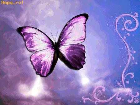 butterfly; ..
