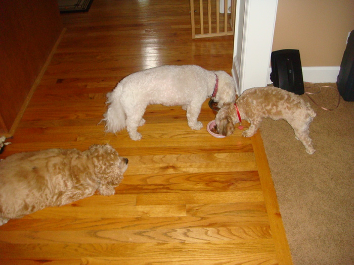 Dinner Time!; Abby: I gulped mine down already, but maybe one of them will drop a crumb...

