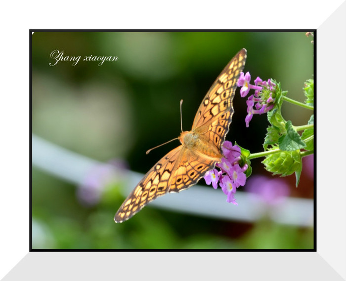 DSC_9481 - Butterfly2