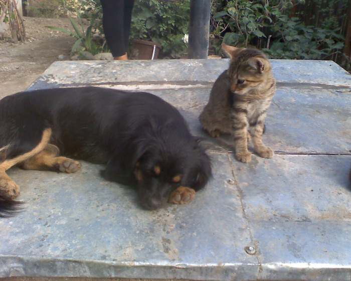 moto_1306 - cat and dog