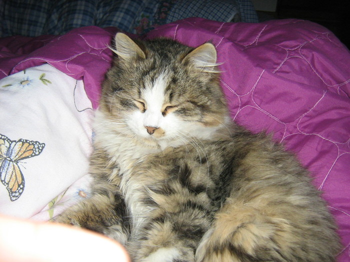 lepsa nov 2009 211 - My cat