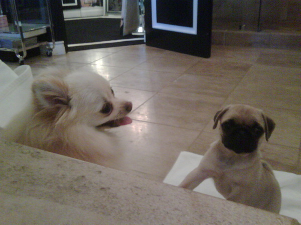 Marilyn and Mugsy - I have a new dog