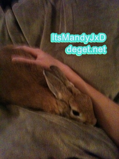 my bunny 3