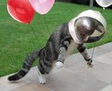 astronaut,ballons,cat,animals,funny,lol-c7cc25cadc67bb12e9345b660fab160c_h