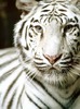 white-tiger