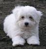 200703222029240.BichonHavanese