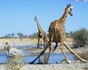 giraffe_3