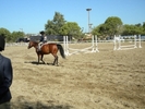 Horse Show26