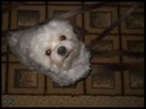 my dog..puffy