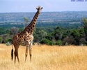 giraffe_7