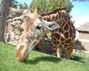 giraffe_17