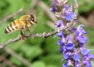 honey bee-3