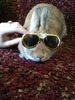 Stunna shades bunny