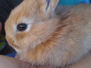 Meet my new dwarf bunny... Elvis