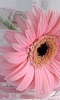 Pink_Daisy