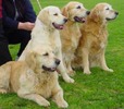 golden_retriever_02a