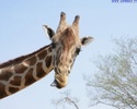 giraffe_6