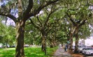 Oaks dripping with Spanish moss are all over Savannah.