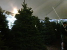 Christmas Tree Shopping is fun