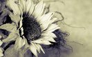 plastic_sunflower_by_man_of_faith