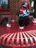 we brought our cats to fast food..and we bought them an ice cream:))=]]