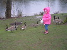 Cody feeding the geese at the park..