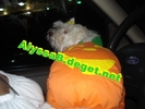 pumpkin zoey :D :))