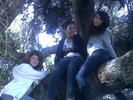 in the tree