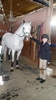 2010 Horse Show