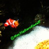 It`s okay guys...I found Nemo lol