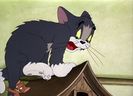 Tom si Jerry