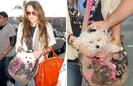 Miley-Cyrus-dog-in_1366971i