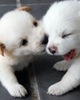 Cute_Puppys