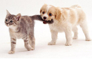 kitten-puppies-1250035i[1]